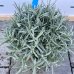 Levanduľa úzkolistá (Lavandula angustifolia) ´HIDCOTE BLUE´, ⌀ 30 cm, kont. C10L